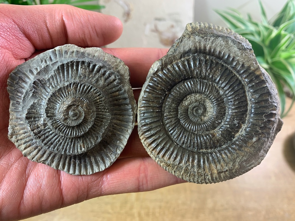 Dactylioceras commune Ammonite - 7.6cm #02
