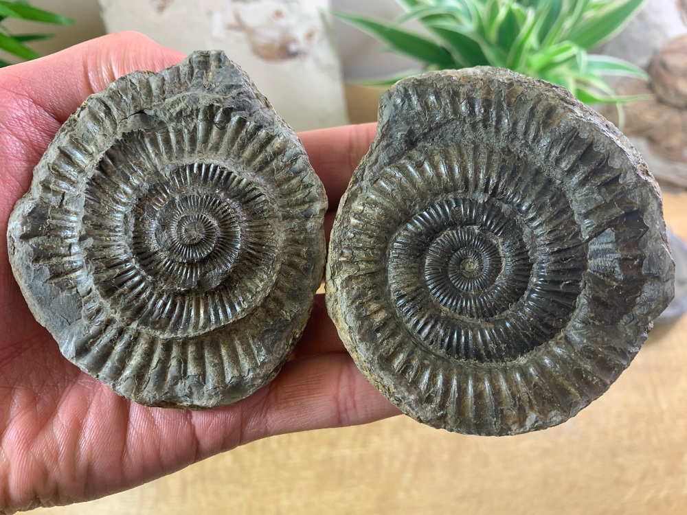 Dactylioceras commune Ammonite - 8.1cm #04
