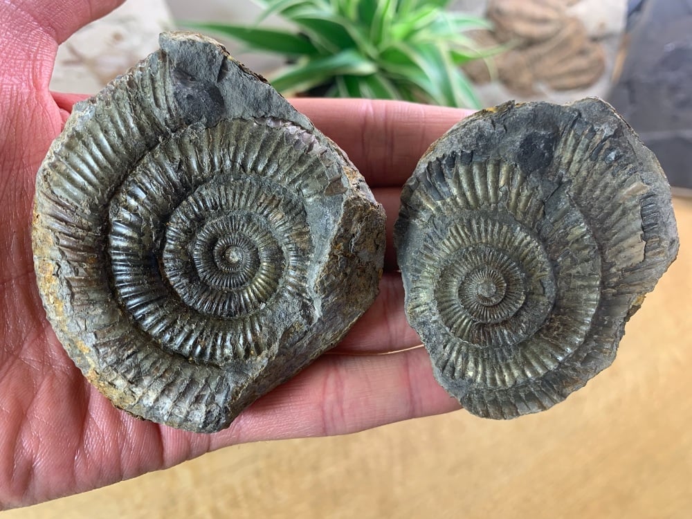 Dactylioceras commune Ammonite - 7.2cm #06