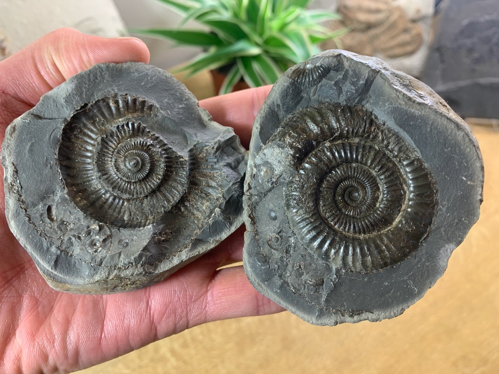 Dactylioceras commune Ammonite - 5.2cm #07