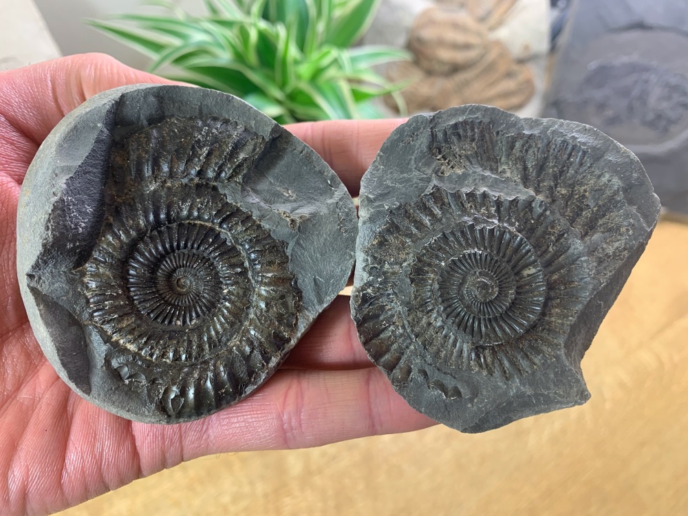 Dactylioceras commune Ammonite - 6.4cm #09