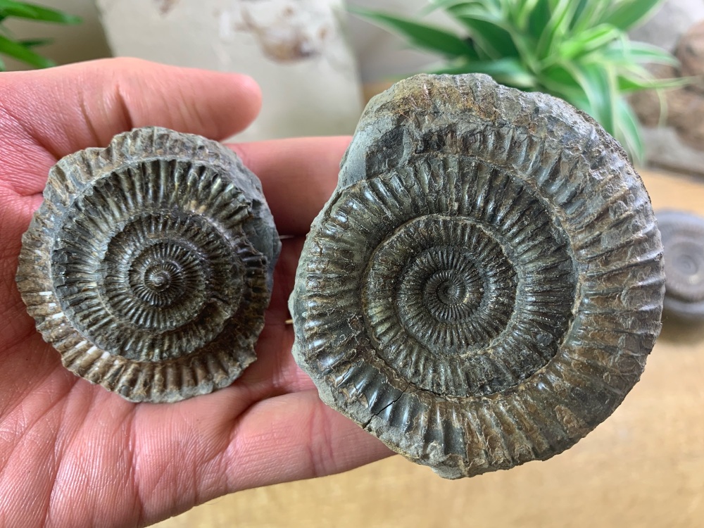 Dactylioceras commune Ammonite - 6.9cm #11