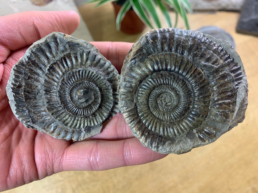 Dactylioceras commune Ammonite - 6.2cm #13