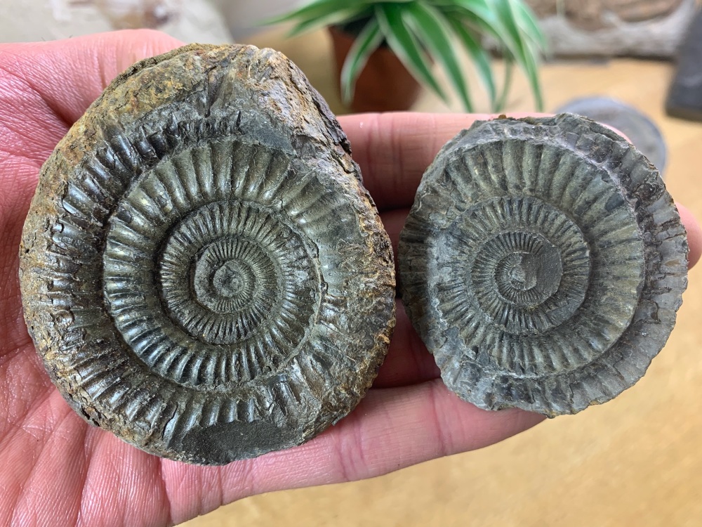 Dactylioceras commune Ammonite - 7.2cm #15