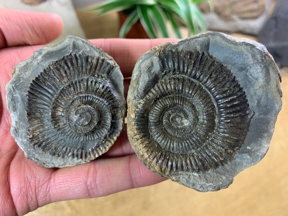 Dactylioceras commune Ammonite - 4.8cm #15