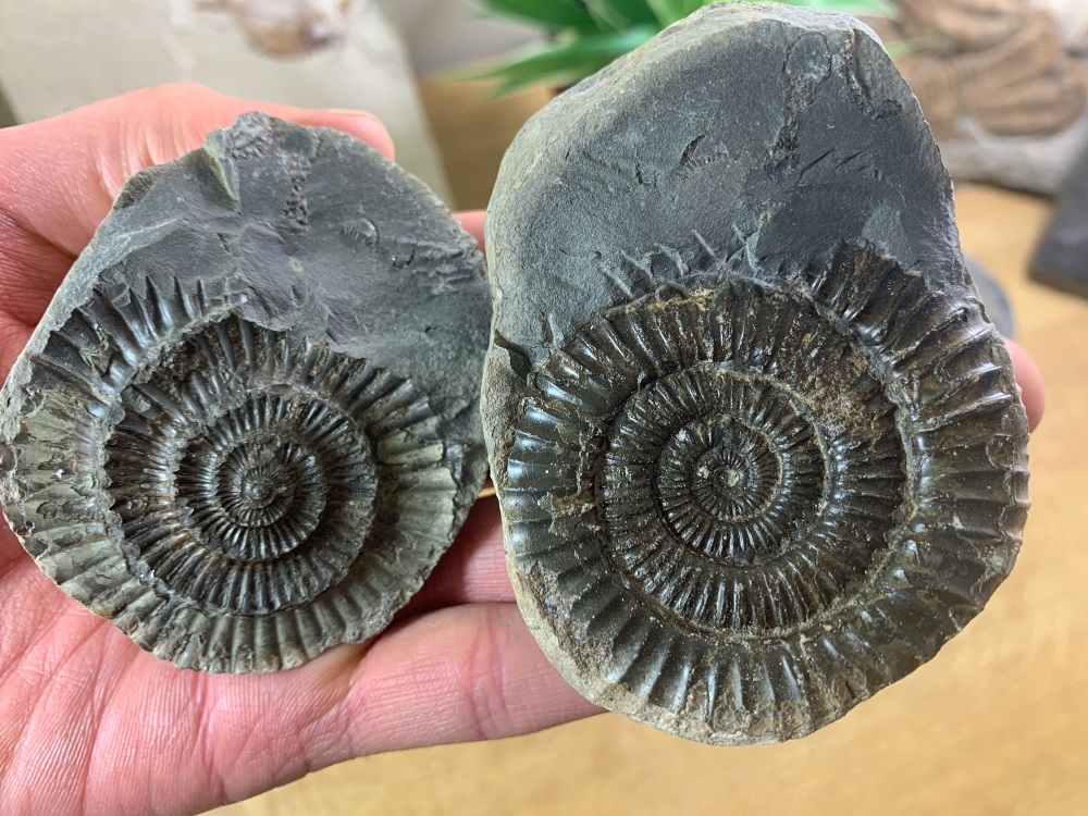 Dactylioceras commune Ammonite - 5.8cm #16