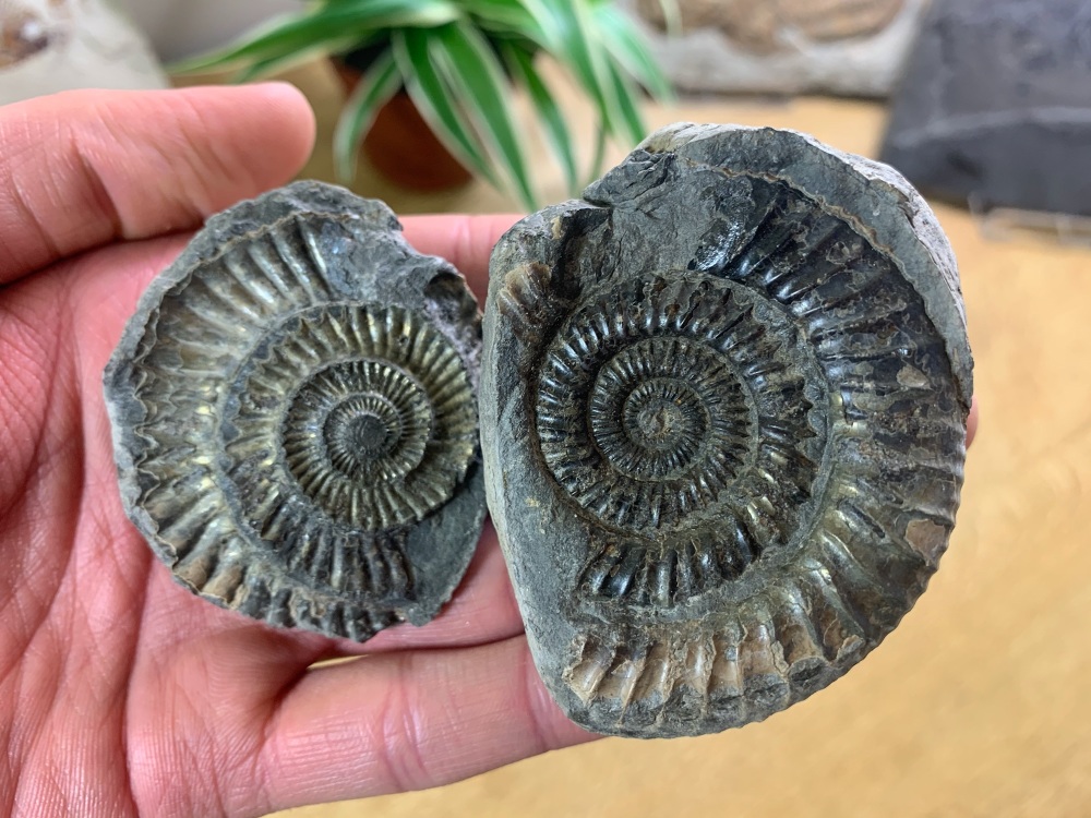 Dactylioceras commune Ammonite - 5.9cm #17