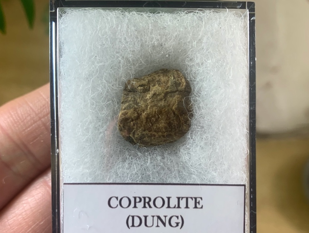 COPROLITE (DUNG), BULL CANYON FM. #07