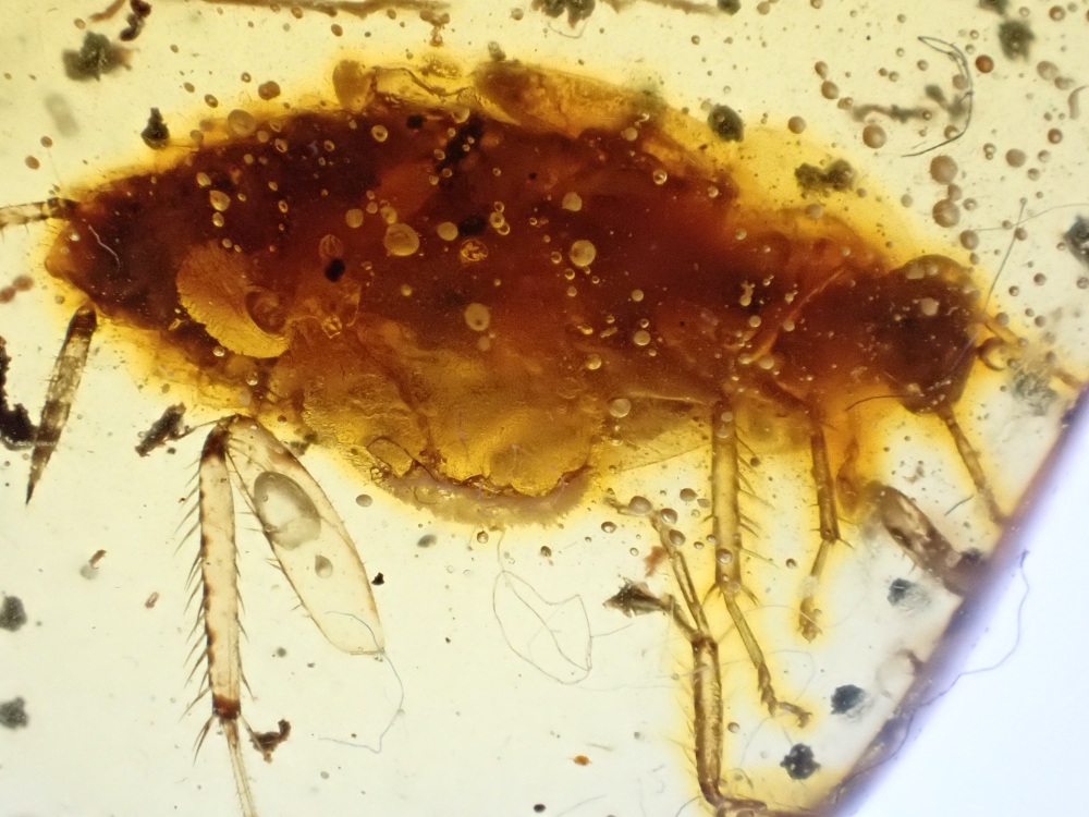 Dominican Amber Inclusion #03 (Cockroach)
