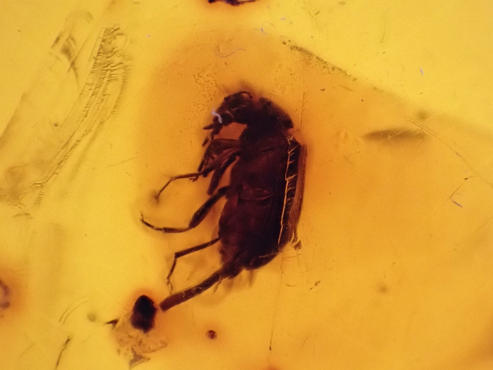 Dominican Amber Inclusion #20 (Beetle)