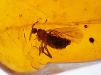 Dominican Amber Inclusion #22 (Fly)