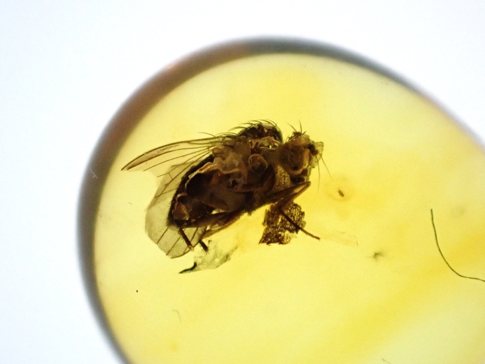 Baltic Amber Inclusion #04 (Fly)