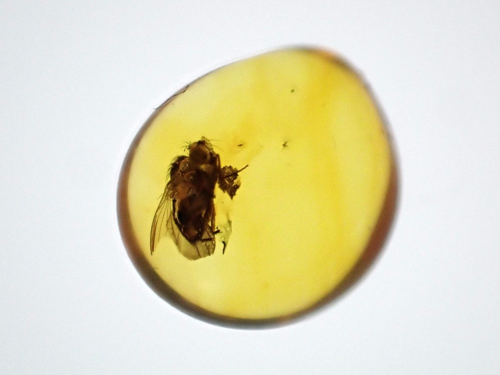 Baltic Amber Inclusion #04 (Fly)