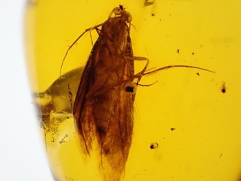 Dominican Amber