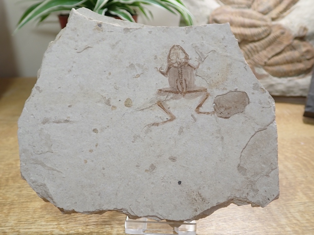 Jehol Fossil Frog with Soft Tissue (Yixian Formation, China) #02