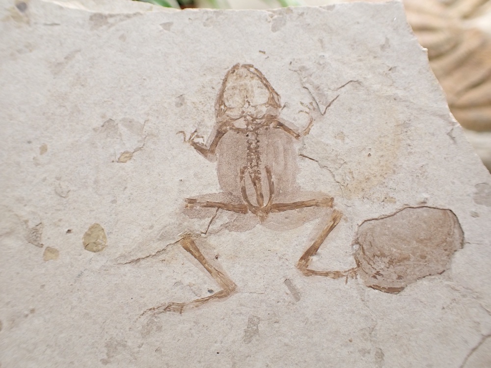 Jehol Fossil Frog with Soft Tissue (Yixian Formation, China)