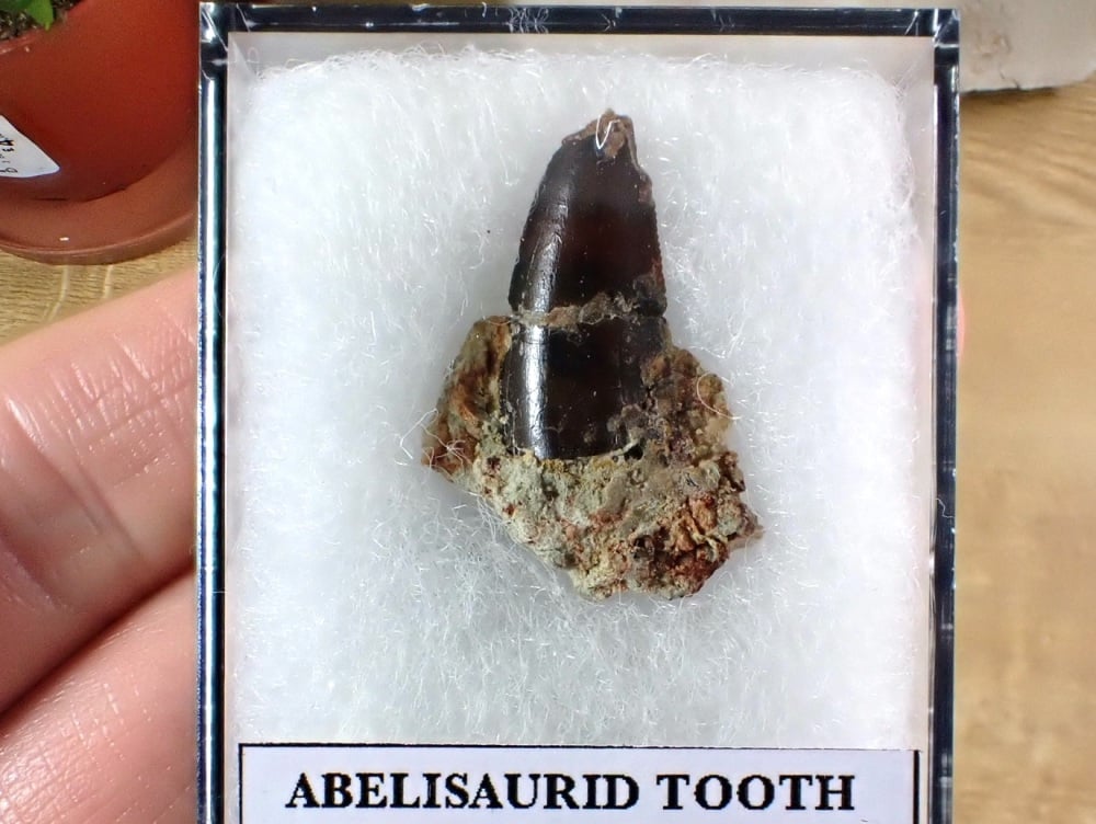 Abelisaurid Tooth (Atlas Mountains, Morocco) #02