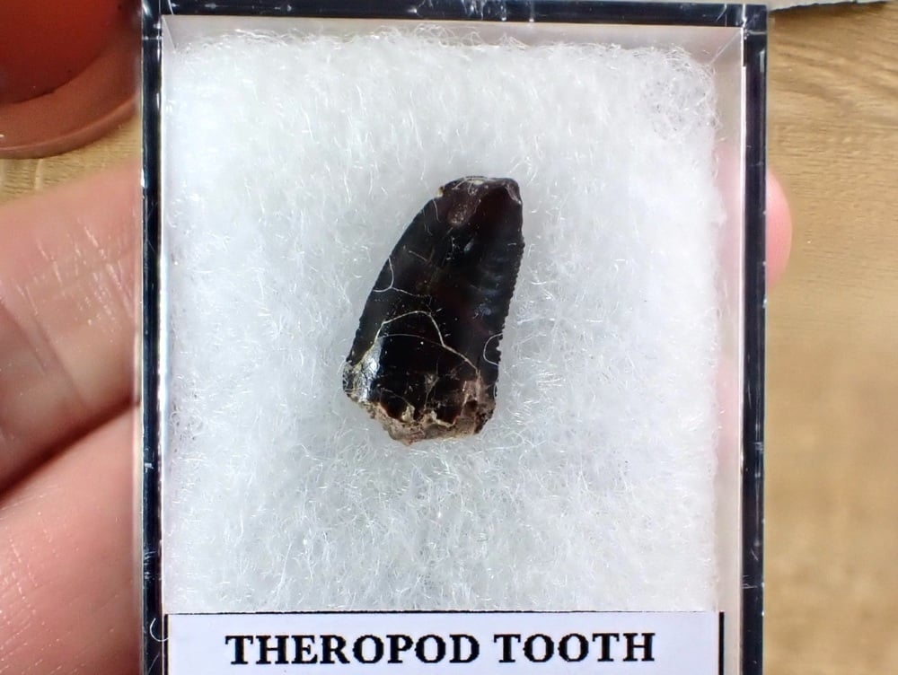 Theropod Tooth (Atlas Mountains, Morocco) #04