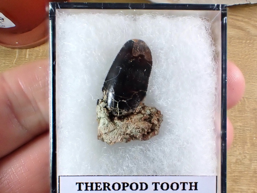 Theropod Tooth (Atlas Mountains, Morocco) #05