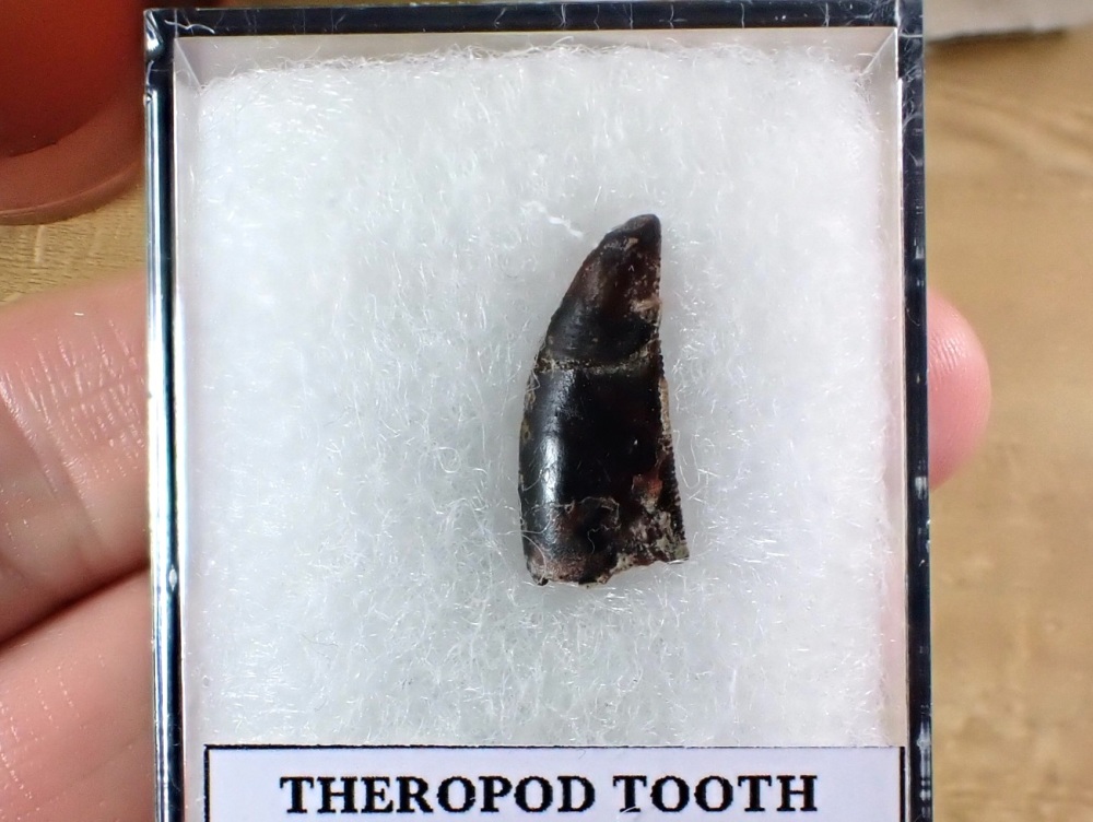 Theropod Tooth (Atlas Mountains, Morocco) #06