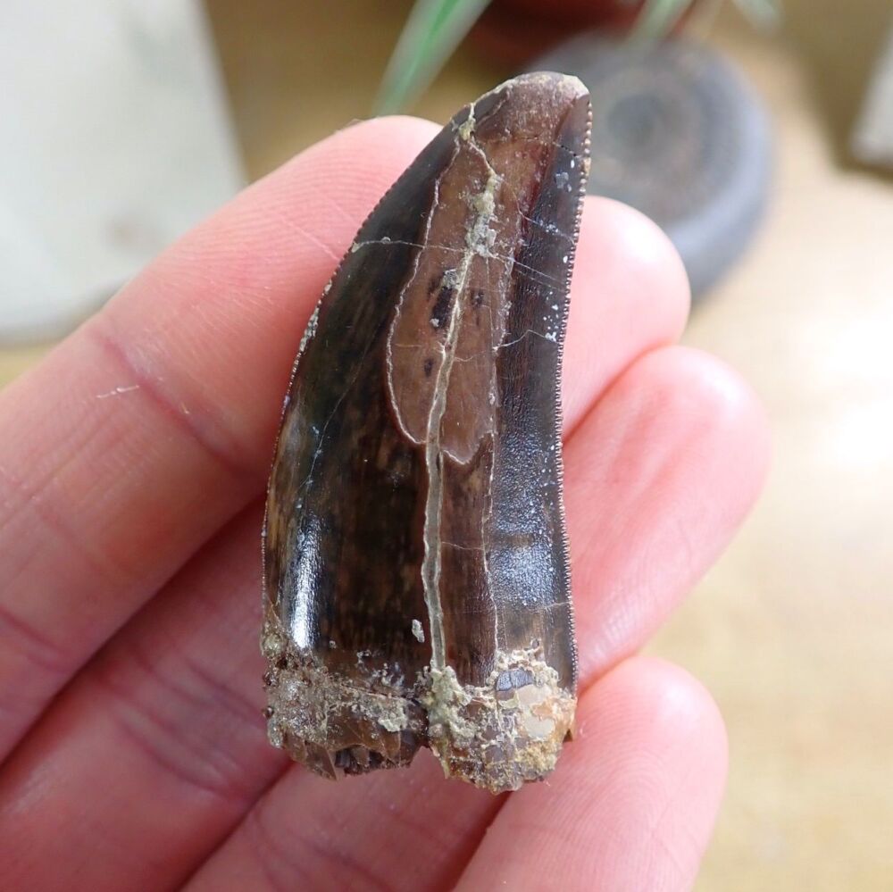 Carcharodontosaurid Tooth (Atlas Mountains, Morocco) #08