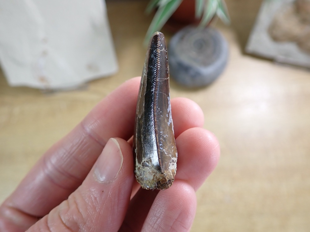 Carcharodontosaurid Tooth (Atlas Mountains, Morocco) #08