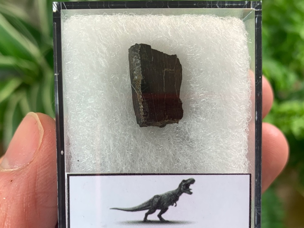 Tyrannosaurus rex Tooth Chunk (0.63 inch) #05