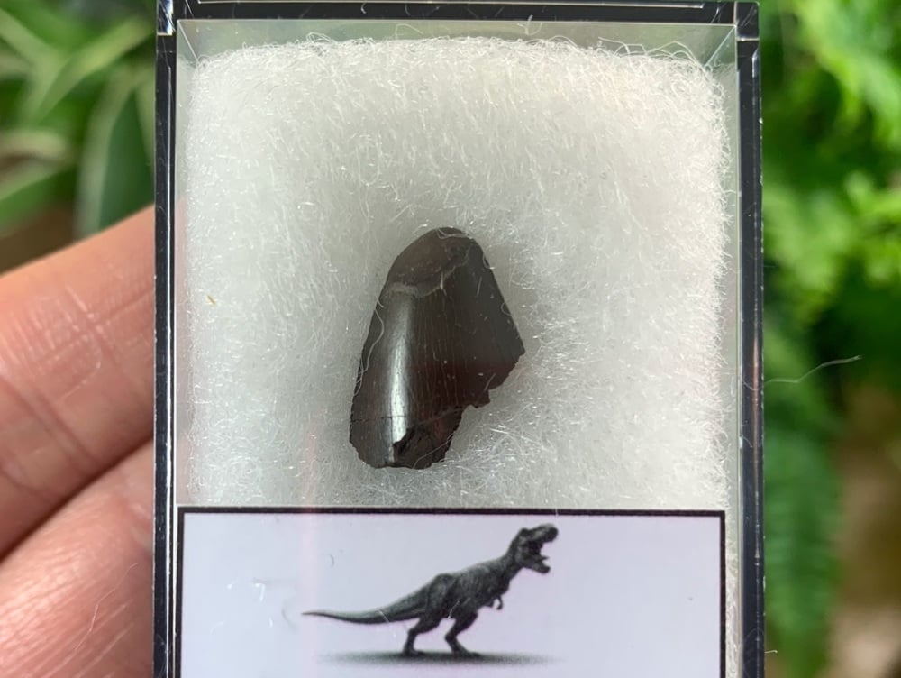 Tyrannosaurus rex Tooth Tip (0.5 inch) #06
