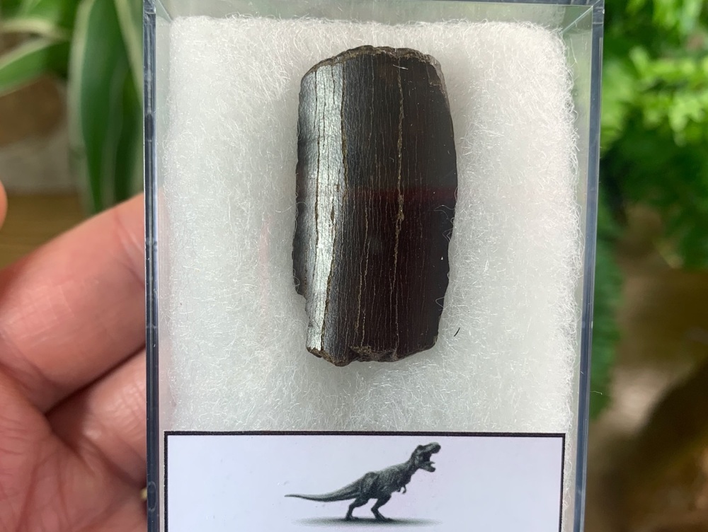 Tyrannosaurus rex Tooth Chunk (1.38 inch) #11