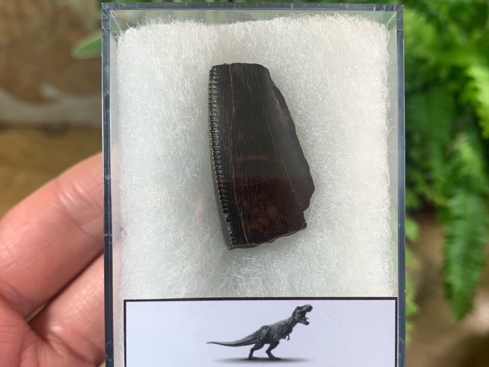 Tyrannosaurus rex Tooth Chunk (1.25 inch) #12