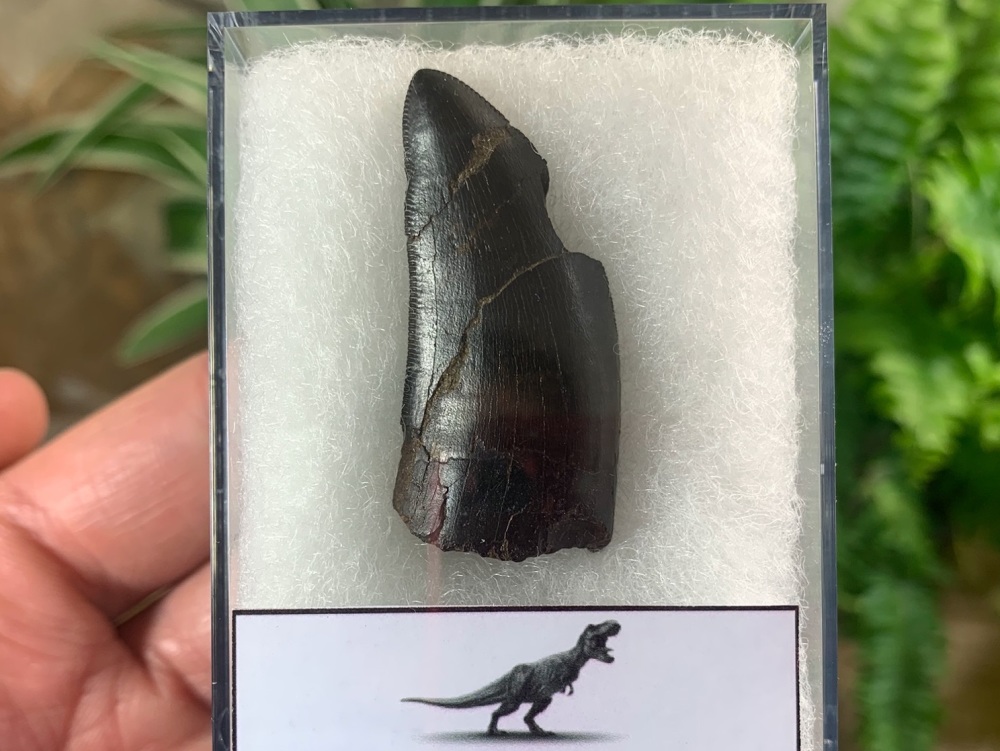 Tyrannosaurus rex Tooth (1.5 inch) #14