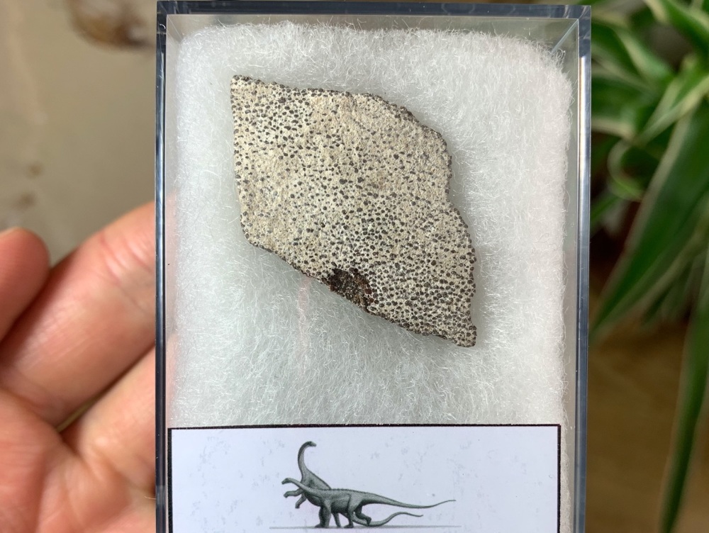 Saltasaurus Sauropod Eggshell #01