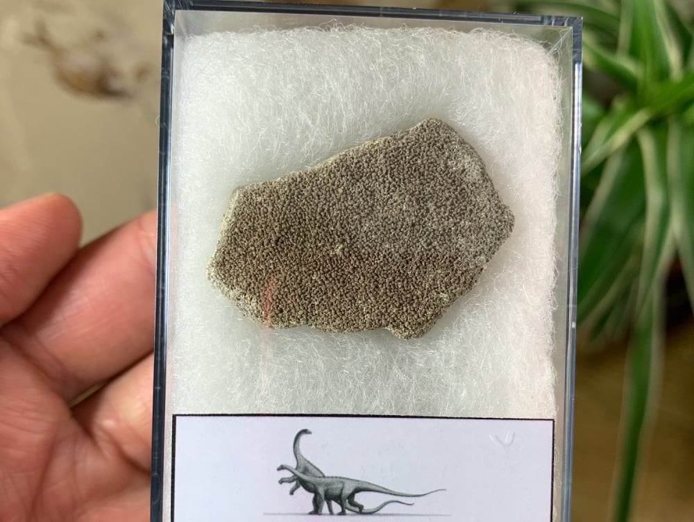 Saltasaurus Sauropod Eggshell #02