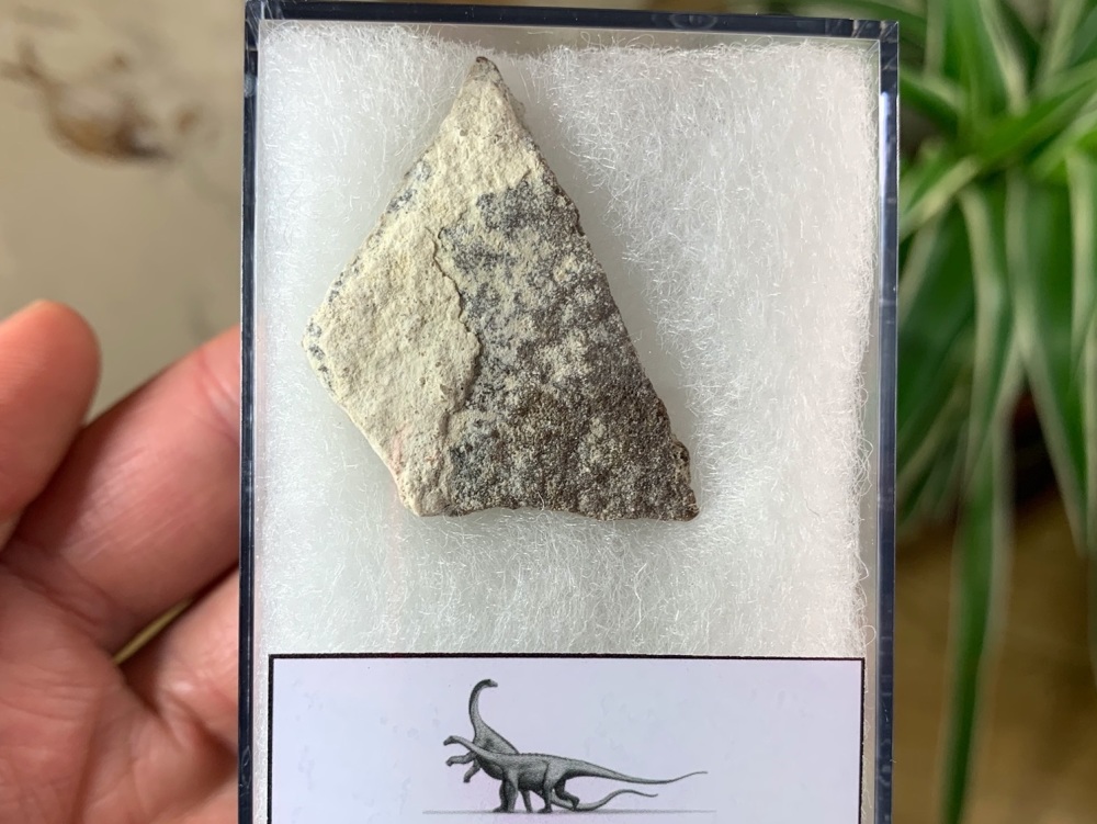 Saltasaurus Sauropod Eggshell #03