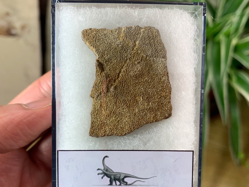 Saltasaurus Sauropod Eggshell #04