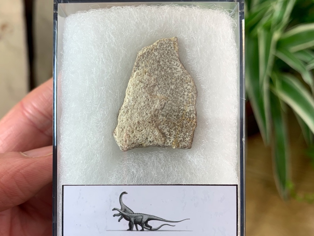 Saltasaurus Sauropod Eggshell #05