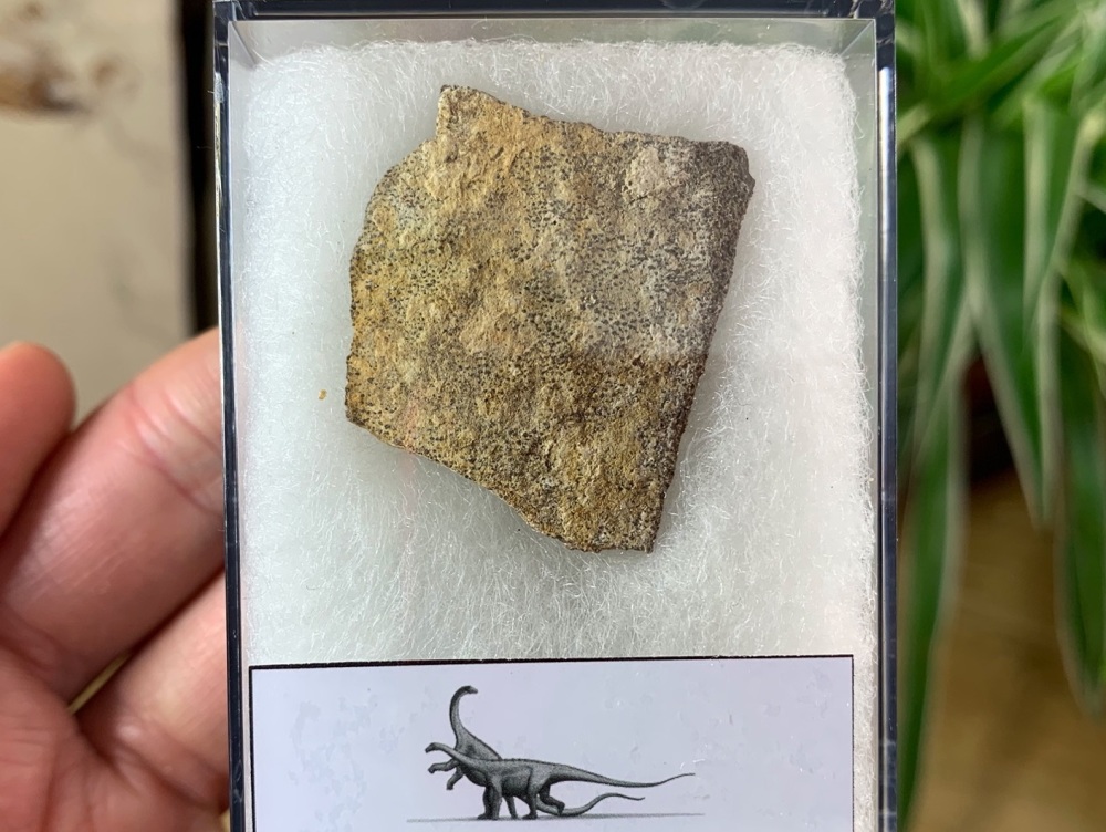 Saltasaurus Sauropod Eggshell #06