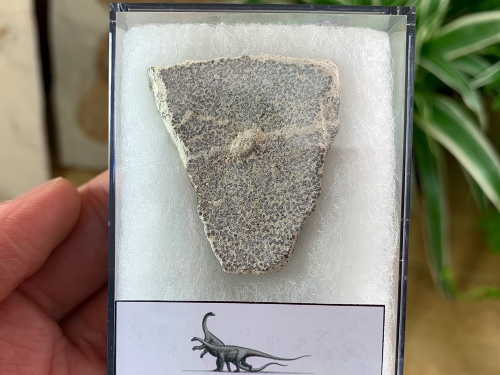 Saltasaurus Sauropod Eggshell #07