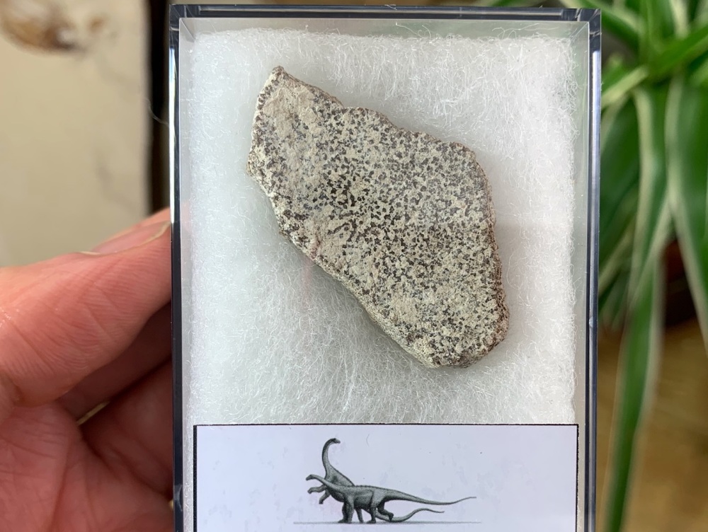 Saltasaurus Sauropod Eggshell #08