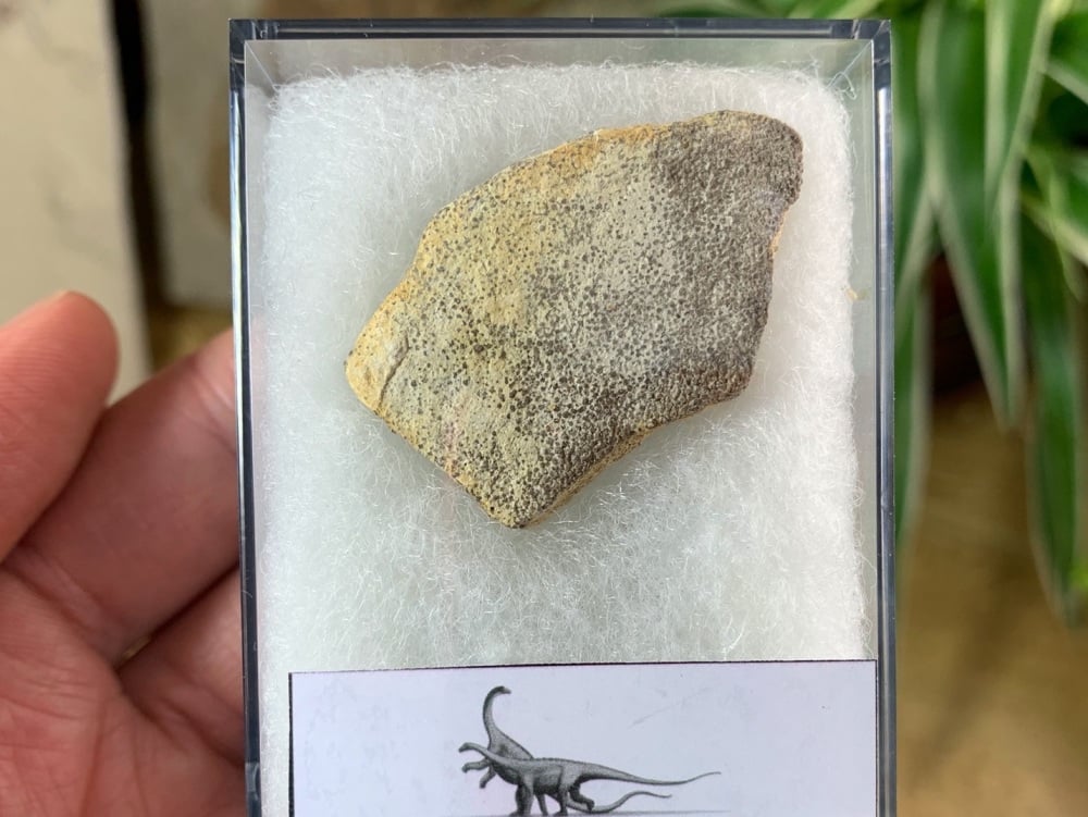 Saltasaurus Sauropod Eggshell #09