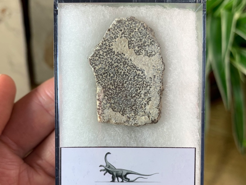 Saltasaurus Sauropod Eggshell #10