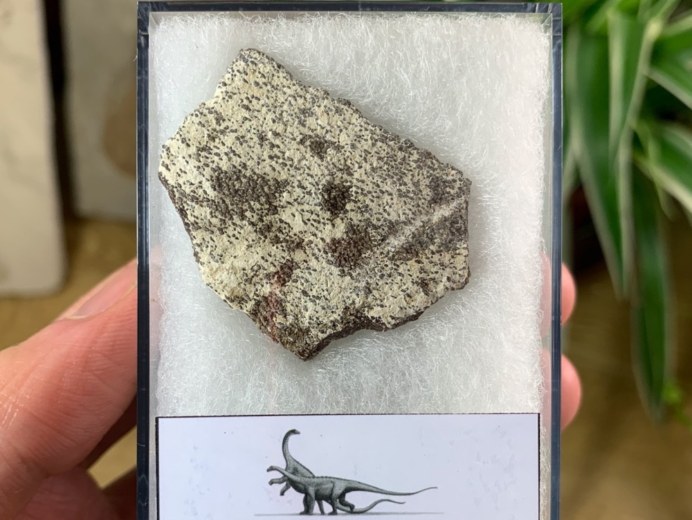 Saltasaurus Sauropod Eggshell #11