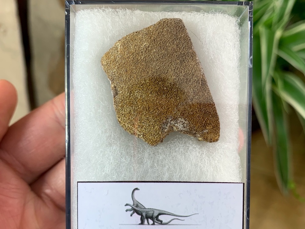 Saltasaurus Sauropod Eggshell #12