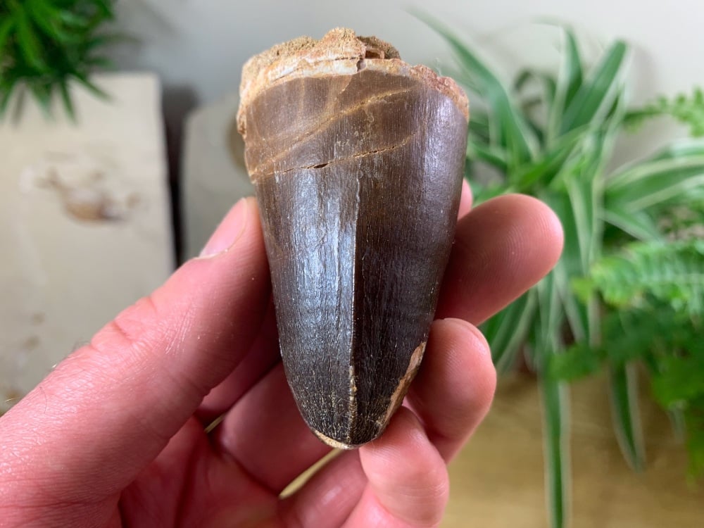 Extra Large Mosasaur Tooth (2.5 inch) #14