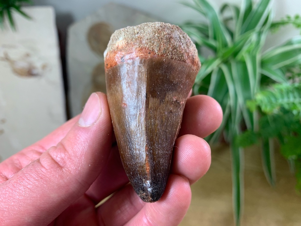 Extra Large Mosasaur Tooth (2.38 inch) #15