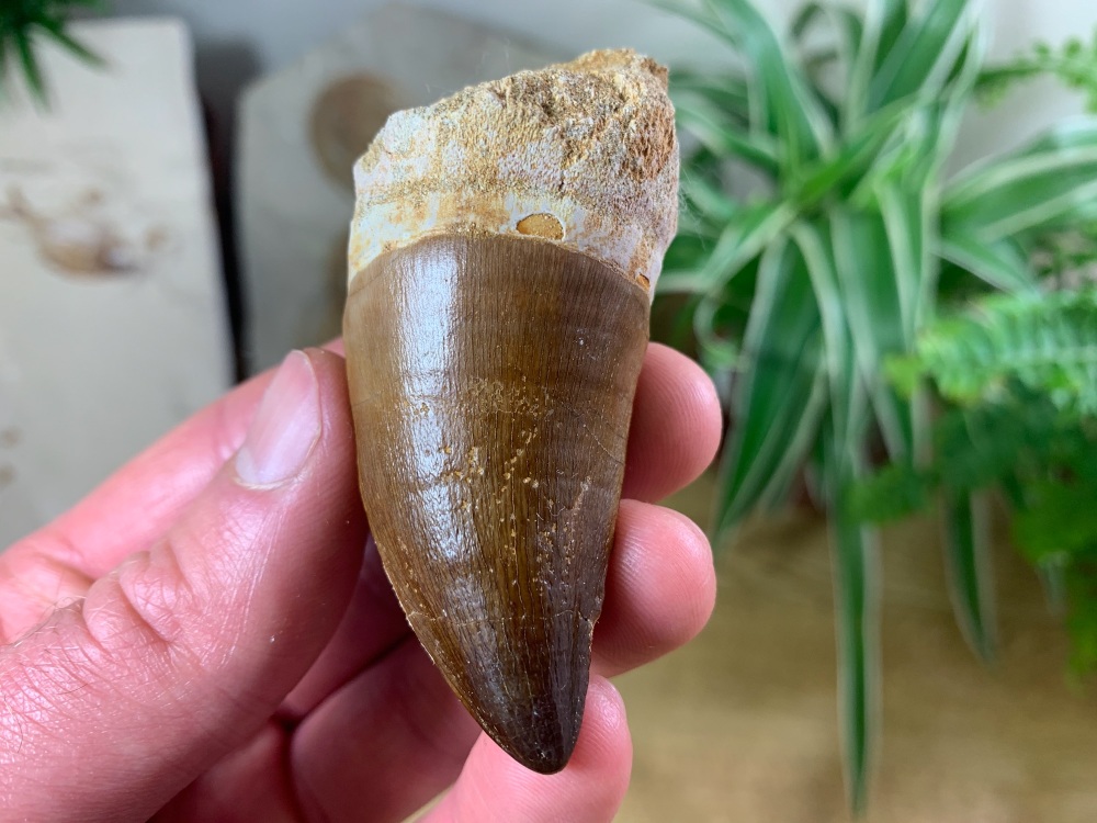 Large Mosasaur Tooth (2.5 inch) #16