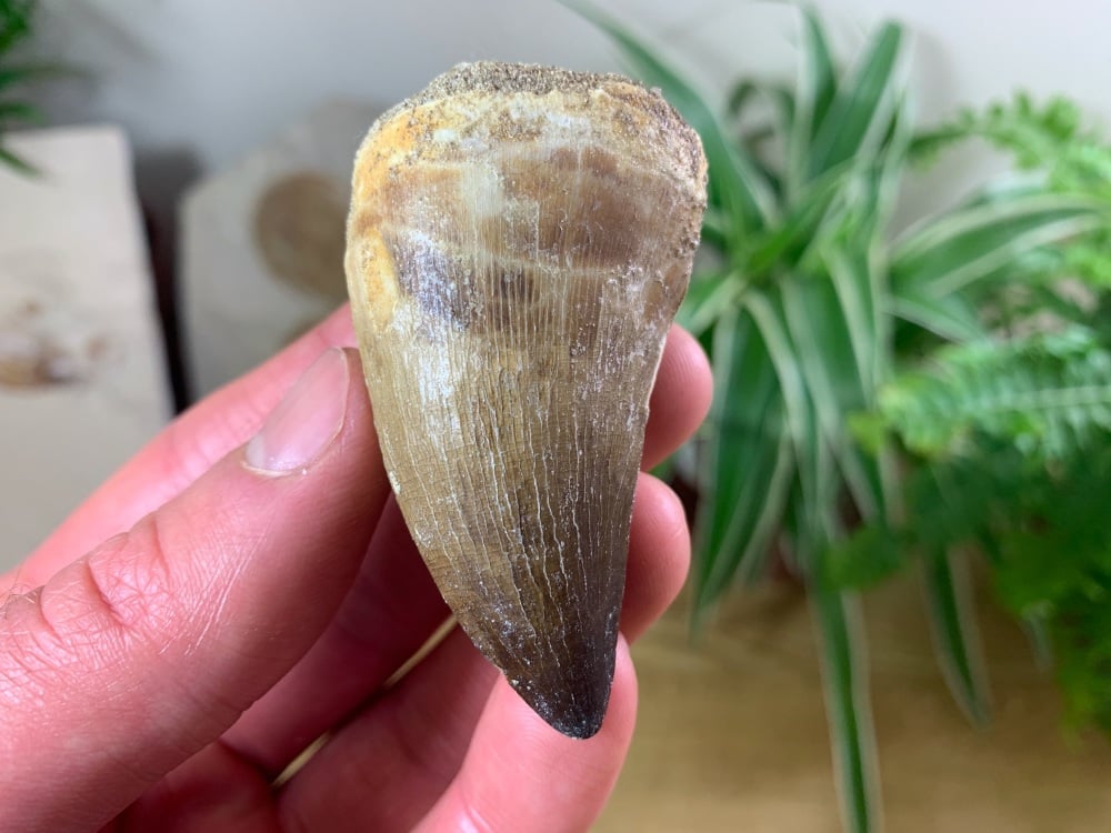 Large Mosasaur Tooth (2.31 inch) #17