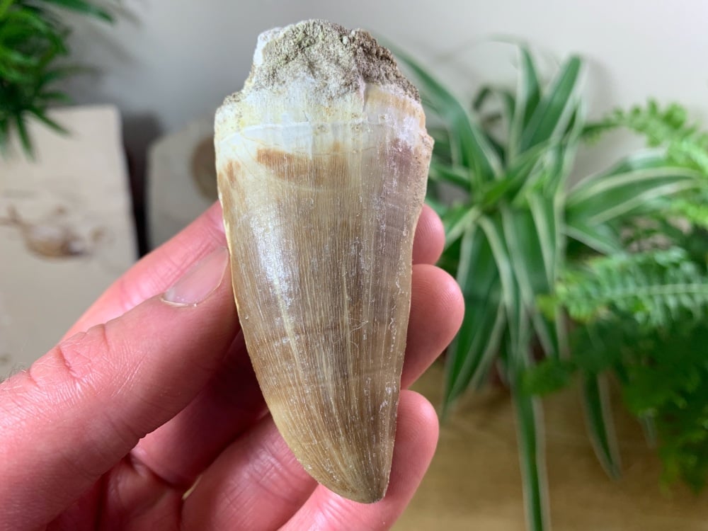 Huge Mosasaur Tooth (2.69 inch) #18