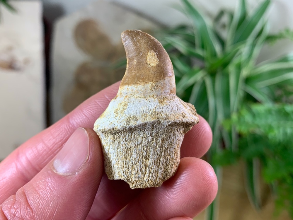Rooted Mosasaur Tooth (1.75 inch) #01