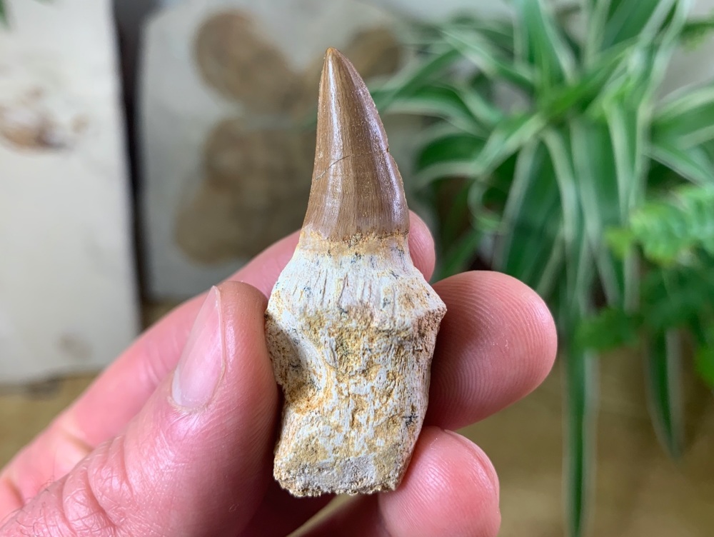Rooted Mosasaur Tooth (2 inch) #03